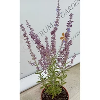 Perovskia atriplicifolia CS14 - Sudárzsálya