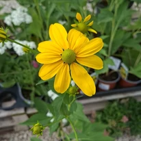 Rudbeckia nitida Herbstsonne virága szeptemberben. 