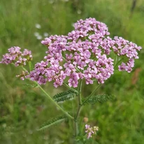 Halványlila Liliac Beauty cickafark lapos bogernyője.