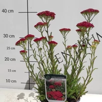 Achillea millefolium - Cseresznyepiros cickafark