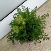 Achillea millefolium - Rózsaszín cickafark