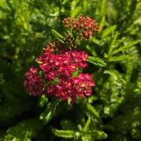 Achillea millefolium - Cseresznyepiros cickafark