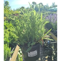 Achillea millefolium sűrű lombozata kertészetünkben májusban. 