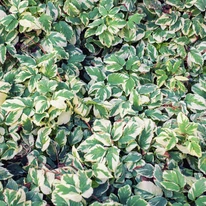 Aegopodium podagraria Variegatum P9 - Podagrafű