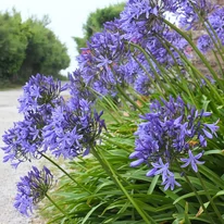 Az Agapanthus élénk virágzata.