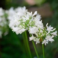 A fehér színű Agapanthus virágzata.