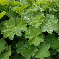 Alchemilla mollis - Palástfű