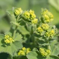 Alchemilla mollis - Palástfű