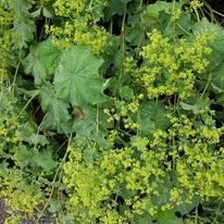 Talajtakarásra alkalmas az Alchemilla mollis.