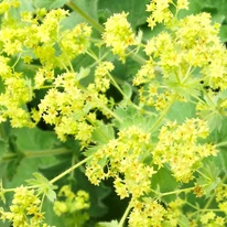 Alchemilla mollis - Palástfű