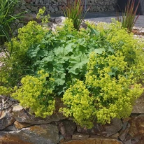 Alchemilla mollis - Palástfű