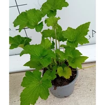 Anemone x hybrida - Rózsaszín szellőrózsa