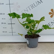 Anemone x hybrida - Rózsaszín szellőrózsa