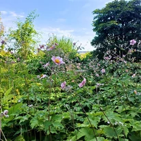 Szabadföldbe ültetett Anemone hybrida Serenade tövek.