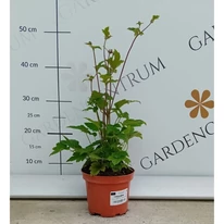 Anemone hybrida -  Féltelt, rózsaszín szellőrózsa