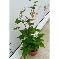 Anemone hybrida -  Féltelt, rózsaszín szellőrózsa