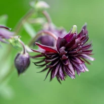 Aquilegia vulgaris Black Barlow kerti harangláb virágzata közelről.
