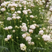 Armeria maritima Alba CS9 -  Fehér tengerparti pázsitszegfű