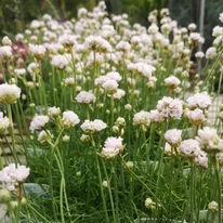 Armeria maritima Alba CS9 -  Fehér tengerparti pázsitszegfű