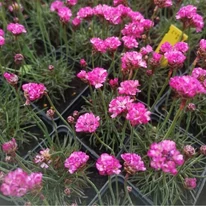 Armeria maritima Vezuv P9 - Rózsaszín tengerparti pázsitszegfű