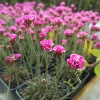 Armeria maritima Vezuv P9 - Rózsaszín tengerparti pázsitszegfű