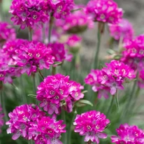 Armeria maritima Vezuv P9 - Rózsaszín tengerparti pázsitszegfű