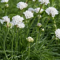 Armeria maritima Alba CS9 -  Fehér tengerparti pázsitszegfű
