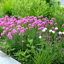 Armeria maritima Alba CS9 -  Fehér tengerparti pázsitszegfű