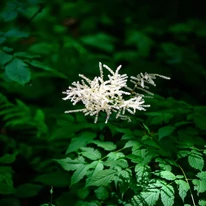 Aruncus dioicus lombozata és virágai.