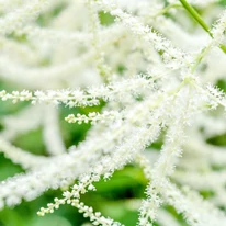 Aruncus dioicus virágzatai közelről. 