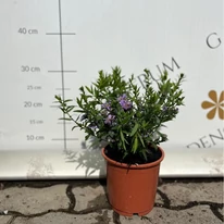 Aster dumosus Wood's Purple - Törpe őszirózsa