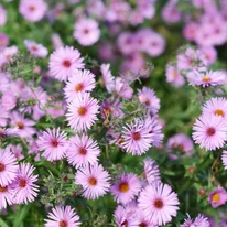 Aster dumosus MIX - Törpe őszirózsa Színkeverék