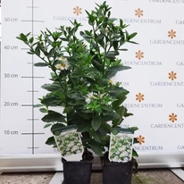 Aster ageratoides Starshine CS9 - Fehér őszirózsa
