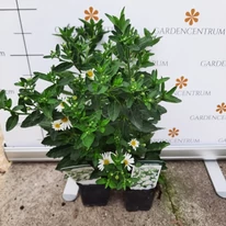 Aster ageratoides Starshine CS9 - Fehér őszirózsa