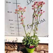 Astrantia major Roma - Rózsaszín völgycsillag