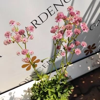 Astrantia major Roma - Rózsaszín völgycsillag