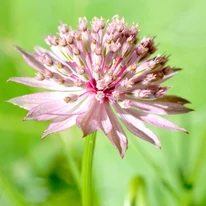 Astrantia major Roma - Rózsaszín völgycsillag