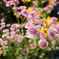 Astrantia major Roma - Rózsaszín völgycsillag