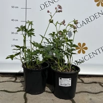 Astrantia major Star of Love - Rózsaszín völgycsillag