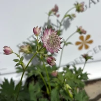 Astrantia major Star of Love - Rózsaszín völgycsillag