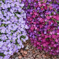 Vegyes virágszínben kapható Aubrieta gracilis évelők.