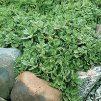 Aubrieta gracilis Regado Blue White Bicolour CS13 - Pázsitviola