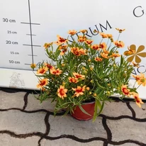 Coreopsis Little Bang Red Elf - Bordó menyecskeszem