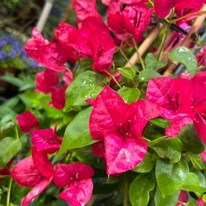 Bougainvillea XL - Murvafürt
