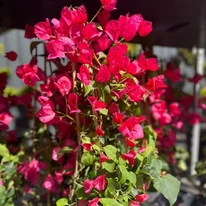 Bougainvillea XL - Murvafürt