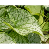 Az ezüstlevelű nefelejcs lombozatával is díszít.