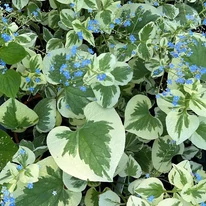 Brunnera sp kaukázusi nefelejcs tarka levelei és apró kék virágai