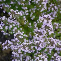 Calamintha nepeta Blue Cloud virágpárnák felülnézetből.