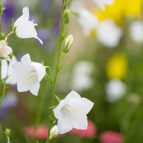 A Campanula persicifolia Takion White kecses fehér virágai. 