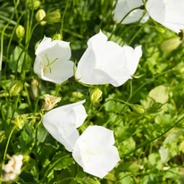 A Campanula persicifolia Takion White fehér, tölcsér alakú virágai.